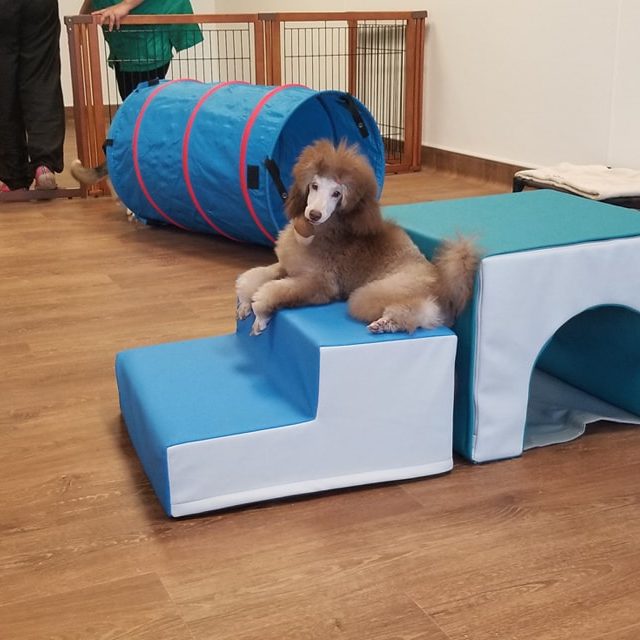dog daycare dog daycare