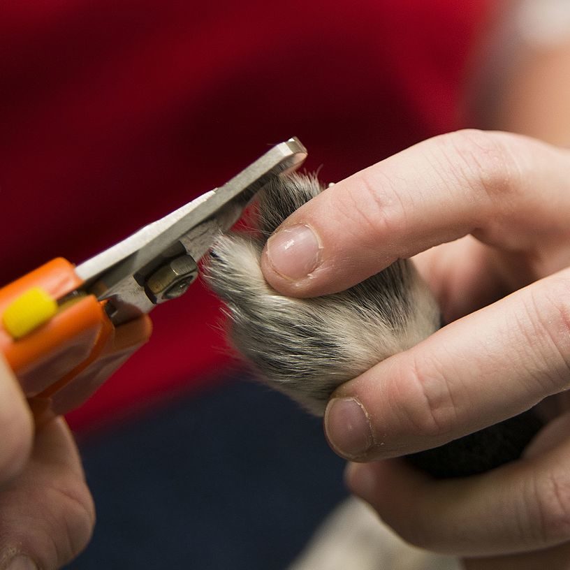 nailtrims
